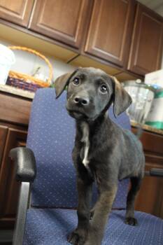 Belgian Shepherd Malinois and Labrador Retriever Dogs Available for Adoption - Screech | PetCurious