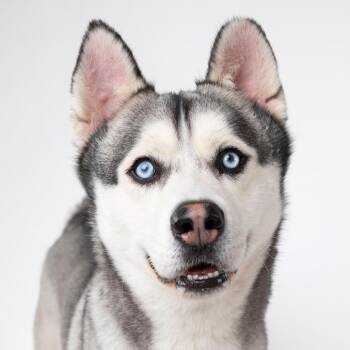Apollo -  Husky Dog for Adoption in Palm Springs, California - Apollo | PetCurious