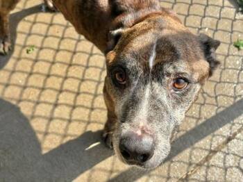 HANK -  Boxer and Mixed Breed Dog for Adoption in Tulsa, Oklahoma - HANK | PetCurious