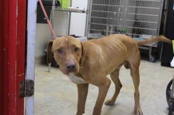 Cooper -  Vizsla and Mixed Breed Dog for Adoption in Picayune, Mississippi - Cooper | PetCurious