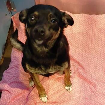Chihuahua and Mixed Breed Dogs Available for Adoption in Philadelphia, Pennsylvania - Toby Jack | PetCurious