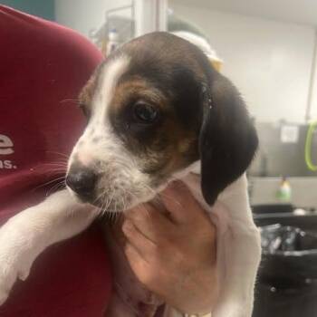 Van McCoy -  Hound and Mixed Breed Dog for Adoption in Fredericksburg, Virginia - Van McCoy | PetCurious