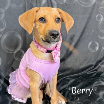 Berry -  Labrador Retriever Dog for Adoption in Fredericksburg, Virginia - Berry | PetCurious