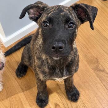 Acorn -  Shepherd and Mixed Breed Dog for Adoption in Cedarburg, Wisconsin - Acorn | PetCurious