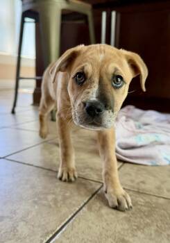 Labrador Retriever and Pit Bull Terrier Dogs Available for Adoption in Greenlawn, New York - Tayla | PetCurious