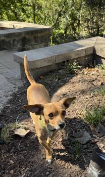 Rescue Chihuahua Dogs for Adoption in Richmond, Texas - Neda | PetCurious