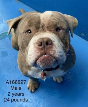 English Bulldog and Mixed Breed Dogs Available for Adoption - Butch | PetCurious