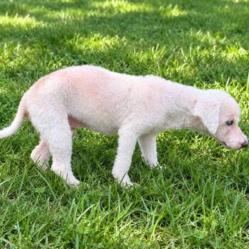 Toby Christian -  Miniature Poodle Dog for Adoption in Houston, Texas - Toby Christian | PetCurious