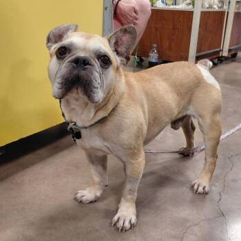 Bruiser PF -  French Bulldog Dog for Adoption in Austin, Texas - Bruiser PF | PetCurious