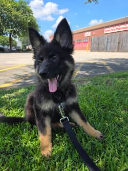 Irma -  German Shepherd Dog Dog for Adoption in New Orleans, Louisiana - Irma | PetCurious