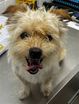 TOBI -  Cairn Terrier Dog for Adoption - TOBI | PetCurious