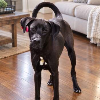 Maxie -  Chocolate Labrador Retriever Dog for Adoption in Houston, Texas - Maxie | PetCurious