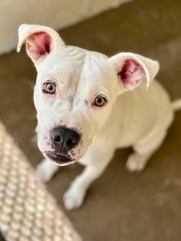 Roamy -  Pit Bull Terrier Dog for Adoption in Tom Bean, Texas - Roamy | PetCurious