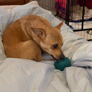 Taco D69140 -  Chihuahua and None Dog for Adoption in Minnetonka, Minnesota - Taco D69140 | PetCurious