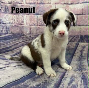 Peanut -  Australian Shepherd Dog for Adoption in Quincy, Michigan - Peanut | PetCurious