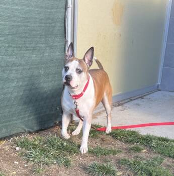 Rescue Pit Bull Terrier Dogs for Adoption in Stratham, New Hampshire - Bruce | PetCurious