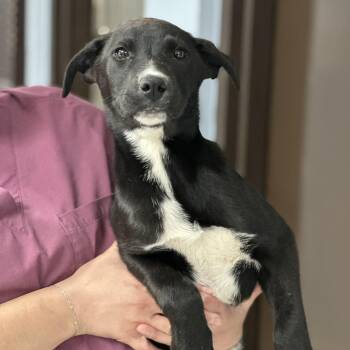 Labrador Retriever and Border Collie Dogs Available for Adoption in Fort Collins, Colorado - Allie | PetCurious