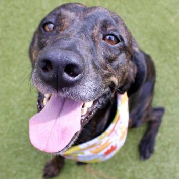 Rescue Plott Hound and Mixed Breed Dogs for Adoption in Largo, Florida - Honey Bun | PetCurious