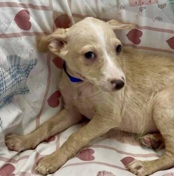 Terrier and Shepherd Dogs Available for Adoption - Nelson | PetCurious
