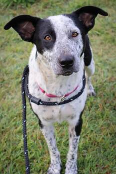 Mayble -  Mixed Breed Dog for Adoption in Columbia, Tennessee - Mayble | PetCurious