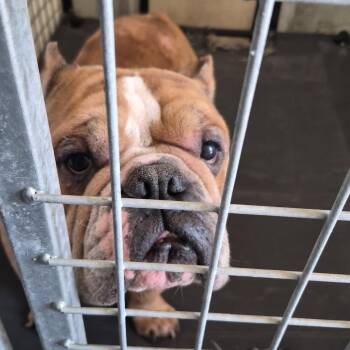 Herman_CCCAS -  English Bulldog and Pit Bull Terrier Dog for Adoption in San Pablo, California - Herman_CCCAS | PetCurious