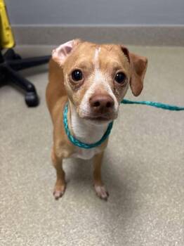 Chihuahua Dogs Available for Adoption - BRUNO | PetCurious