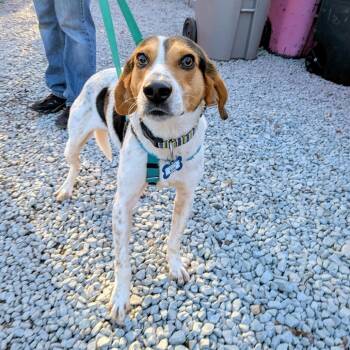 Hound Dogs Available for Adoption - Boe | PetCurious