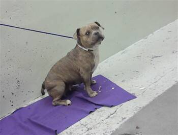 ROXIE -  Staffordshire Bull Terrier and Mixed Breed Dog for Adoption in Houston, Texas - ROXIE | PetCurious