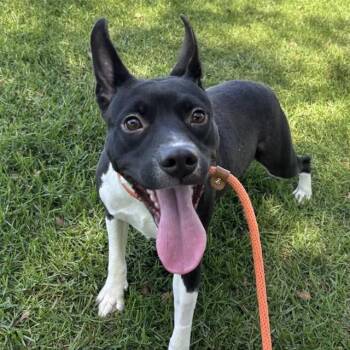 Mia -  Pit Bull Terrier and French Bulldog Dog for Adoption in Yucaipa, California - Mia | PetCurious