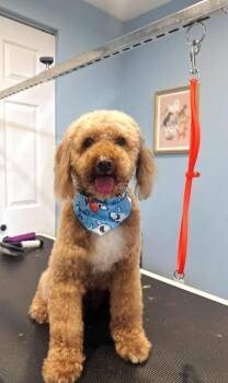 Rescue Miniature Poodle Dogs for Adoption in Cambridge, Ontario - Oscar | PetCurious