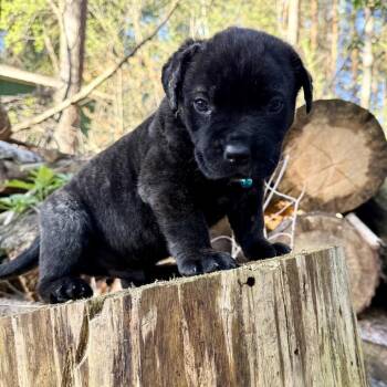 Mastiff and Pit Bull Terrier Dogs Available for Adoption - Graham D11033 | PetCurious