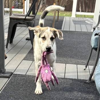 Mixed Breed Dogs Available for Adoption - Bart | PetCurious