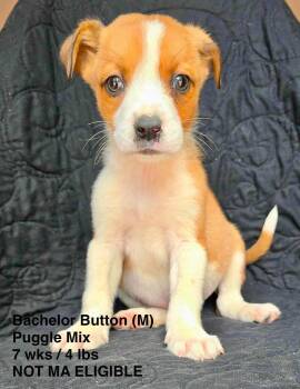 BACHELOR BUTTON -  Pug and Beagle Dog for Adoption in Pomfret, Connecticut - BACHELOR BUTTON | PetCurious