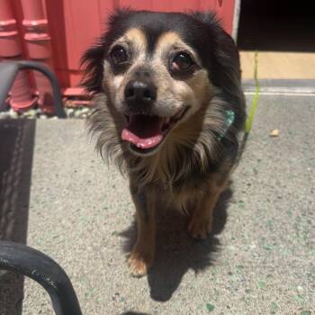 Ciara 14145 -  Chihuahua Dog for Adoption in San Francisco, California - Ciara 14145 | PetCurious