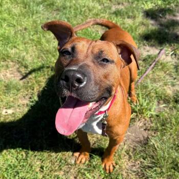 Canelo -  Mixed Breed Dog for Adoption in East Hanover, New Jersey - Canelo | PetCurious