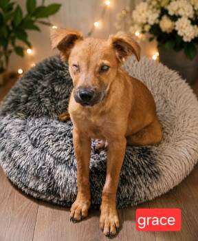 Grace -  Spaniel Dog for Adoption in Fort Worth, Texas - Grace | PetCurious