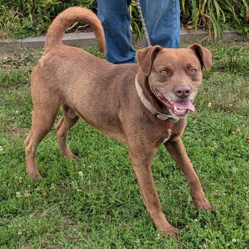 Brownie -  Chocolate Labrador Retriever Dog for Adoption in Maynardville, Tennessee - Brownie | PetCurious