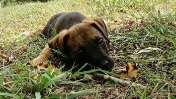 Theo -  Black Mouth Cur Dog for Adoption in Welling, Oklahoma - Theo | PetCurious