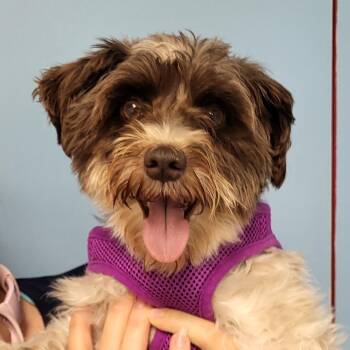 Roxanne -  Schnauzer Dog for Adoption in Grayslake, Illinois - Roxanne | PetCurious