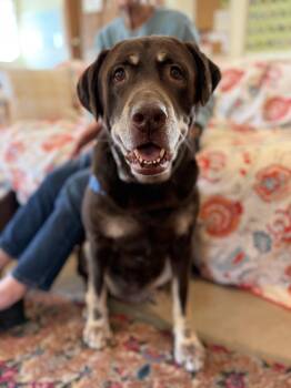 Bella -  Chocolate Labrador Retriever and Rottweiler Dog for Adoption in Petaluma, California - Bella | PetCurious