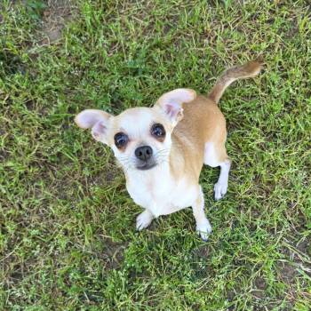 Chihuahua Dogs Available for Adoption - Hiccup  | PetCurious