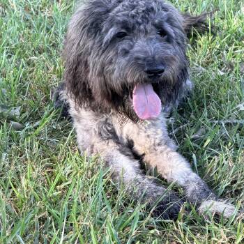 Echo -  Aussiedoodle Dog for Adoption in Baker, Louisiana - Echo | PetCurious