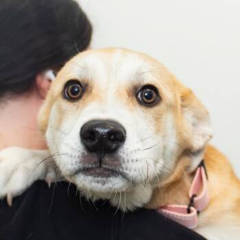 Mixed Breed Dogs Available for Adoption in Middletown, Rhode Island - Emmett | PetCurious