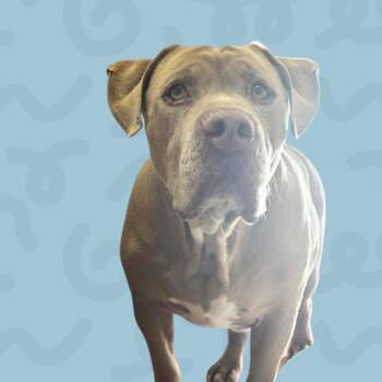 Rocko -  Pit Bull Terrier Dog for Adoption in Reno, Nevada - Rocko | PetCurious