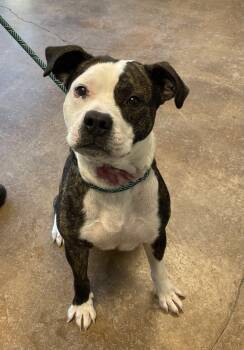 Rescue Pit Bull Terrier Dogs for Adoption in Kansas City, Missouri - Pumablu | PetCurious