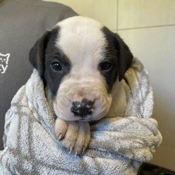 Cane Corso Dogs Available for Adoption in Northbrook, Illinois - Amidala | PetCurious