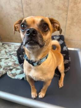 Tripp -  Pug Dog for Adoption in Phoenix, Arizona - Tripp | PetCurious