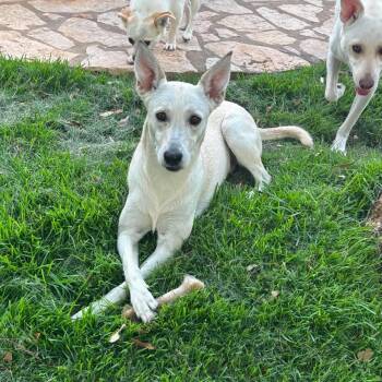 Elsie -  Husky and Shepherd Dog for Adoption in San Antonio, Texas - Elsie | PetCurious