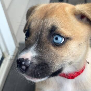 Dean D69901 -  Terrier and Siberian Husky Dog for Adoption in Minnetonka, Minnesota - Dean D69901 | PetCurious