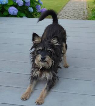 Salem -  Yorkshire Terrier and Schnauzer Dog for Adoption in Hawthorne, California - Salem | PetCurious
